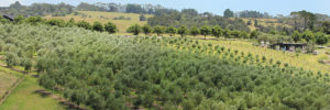 The Olive Grove Supply Company